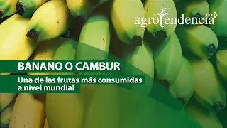 Producción de BANANOS con altos niveles de calidad