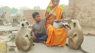 cute baby with mother//Monkey video//Bandar mama pahan pajama🥰🐒