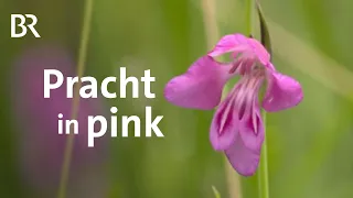 Pinke Blütenpracht: Seltene Sumpfgladiolen | Zwischen Spessart und Karwendel | BR