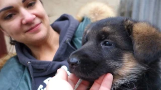 Выбор щенка Немецкой овчарки. We choose a puppy of the German Shepherd.