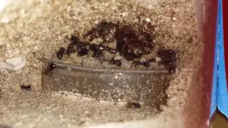 Honey pot ants doing their thing