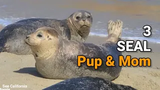 Seal Pup and Mom 3 - Cute Baby Seal, What makes your Tail Up?