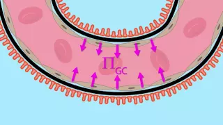 Glomerular Filtration: Net Ultrafiltration Pressure