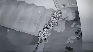 Leopard Attack Dog - Shocking videos