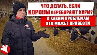 Что делать, если коровы перебирают корм? | Кормление коров | Животноводство