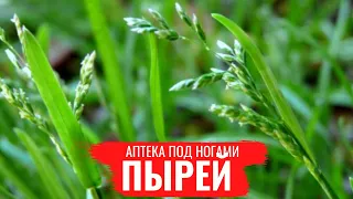 ПЫРЕЙ / Лечебные св-ва / Правила сбора / Аптека под ногами