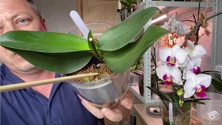 КОРНИ ОРХИДЕИ ДОРАЩИВАЮТСЯ ЛЕГКО в ЭТОМ СПОСОБЕ и почему у некоторых корни орхидей гниют 18.05.20