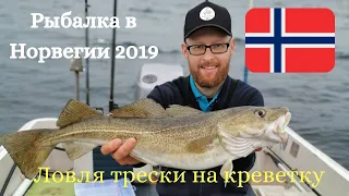 Рыбалка в Норвегии с лодки!!!Ловля трески и мольвы на креветку!!! Морская рыбалка!! Норвегия