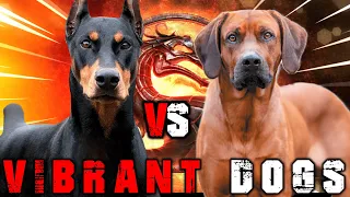 Doberman vs Rhodesian Ridgeback | Rhodesian Ridgeback vs Doberman | Powerful Guard Dog? Billa Boyka