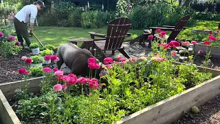 Planting a Ground Cover that’s a Great Cut Flower! Planting into cardboard / No-Dig Garden Planting