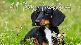 All Things Dachshunds 🐾 Summertime Dachshund Background Music & TV Screensaver 📺🎶