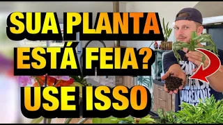 É MILAGROSA: CASCA de ARROZ CARBONIZADA nas PLANTAS | Henrique Buttler