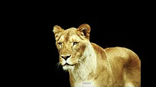 The sound of a female lion directly outside of my tent in Serengeti in Tanzania.