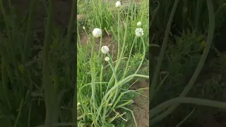 rajasthani Desi Spring Onion Flower _ Hara Pyaz #desi #onion #Onionflower #village #onionseeds