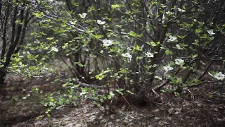 Dogwoods In Full Bloom - Lake Arrowhead