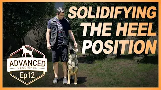 Dog Training | Solidifying the Heel Position