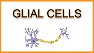 Glial Cells (Astrocytes, Microglia, Oligodendrocytes, Schwann Cells, Ependymal Cells)