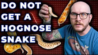 DO NOT Get A Hognose Snake, They Suck! 3 Reasons Why!