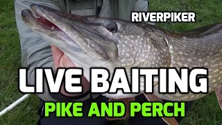 Livebaiting for perch and pike