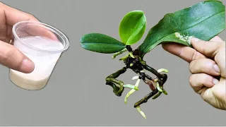 Only 1 cup! The orchid immediately grows on one leaf and blooms all year round