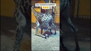 А вы знали как ложится жираф?
