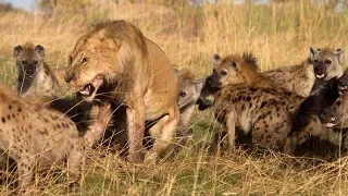 Lion vs Hyena - too terrible survival war