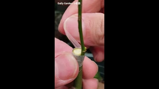 Rose branch side grafting