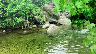 Beautiful Stream in Deep Forest, Forest Sounds, Chirping Birds, White Noise for Relaxation