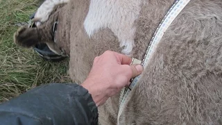 Измерение веса коров и телят обычной сантиметровой лентой