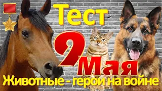 ТЕСТ 161 9 Мая Какие помнишь факты о животных на войне? Собаки на войне Наша история