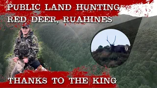 Ruahine public land hunting Red Deer thanks to the King