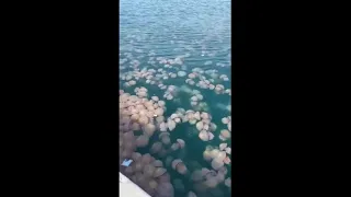 Grandi come funghi ma sono meduse, invasione a Trieste