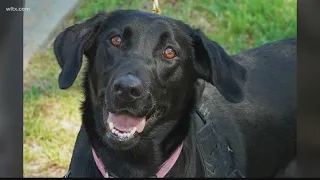 'Miss Priss' the new gun sniffing dog at SC State's campus