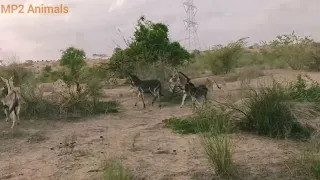 The black  donkey with many  donkeys in jungle |@MP2animals