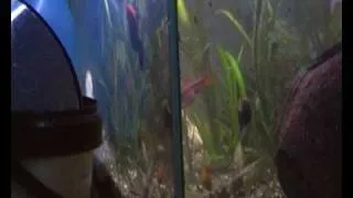 Fisch hängt Kacke ausem Arsch
