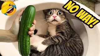 Funny Cats & Dogs!🐱 - All Time Best Funny Animal Videos 😁 - Cutest Animals Ever