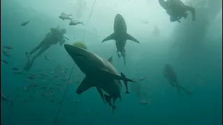 Aliwal Shoal October 2022 - Scuba Diving with Baited Shark Dive