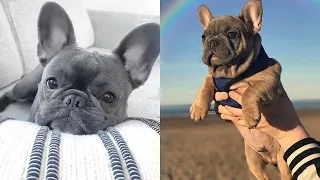 French Bulldog SOO Cute! Funny and Cute French Bulldog Puppies Compilation cute moment