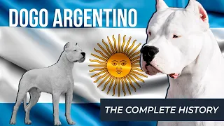 Dogo Argentino | The COMPLETE History