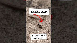 I caught a queen ant!! ( Lasius )