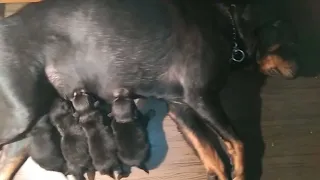 mother feeding milk ,cute Rottweiler puppies....😘😘😍😍