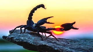 Топ 10 самых опасных скорпионов на планете