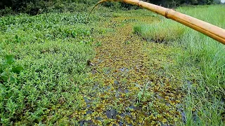 TEM QUE SER MUITO BRUTO PRA FAZER ISSO COM A VARA DE BAMBU /PESCARIA DE TRAÍRA COM VARA DE BAMBU.