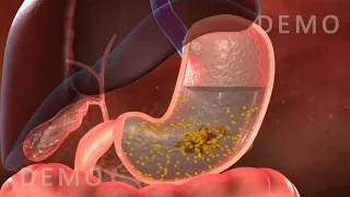 THE HUMAN DIGESTIVE SYSTEM OESOPHAGUS AND STOMACH v02