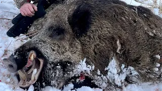 Охота на Кабана, и Сибирскую косулю в Алматинской области