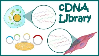 cDNA library || How cDNA library is constructed? || What are DNA libraries used for?