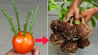 How to Grow Lemon tree Cuttings ||Lemon tree cuttings using Tomato