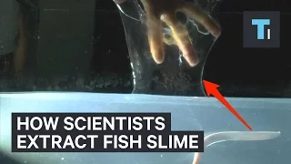 How scientists extract fish slime