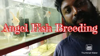 #Angelfishbreeding