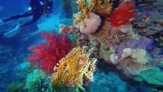 2014 10 07 Red Sea Dive 03 Ras Katy